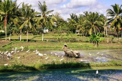 Ubud - Sweet Orange Walk Trail