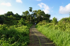 Ubud - Campuhan Ridge