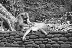 Ubud - Monkey Forest