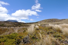 DSC03537