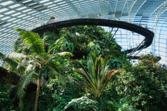 Cloud Forest - Hill