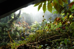Cloud Forest - Cloudy 