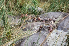 Flusspferdrudel