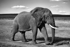 Alter, griesgrämiger Elefant 