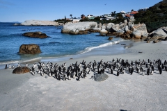 Boulders Beach - Jackass Pinguine