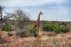 Giraffe in der Savanne