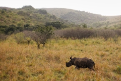 Kleines Nashorn