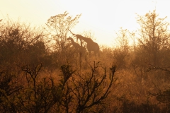 Giraffen in der Morgensonne