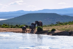 Elefanten am Wasserloch