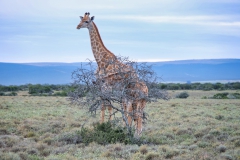 Giraffenversteck