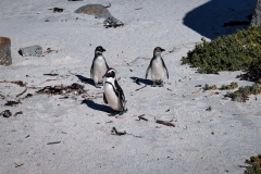 Boulders Beach - Pinguine